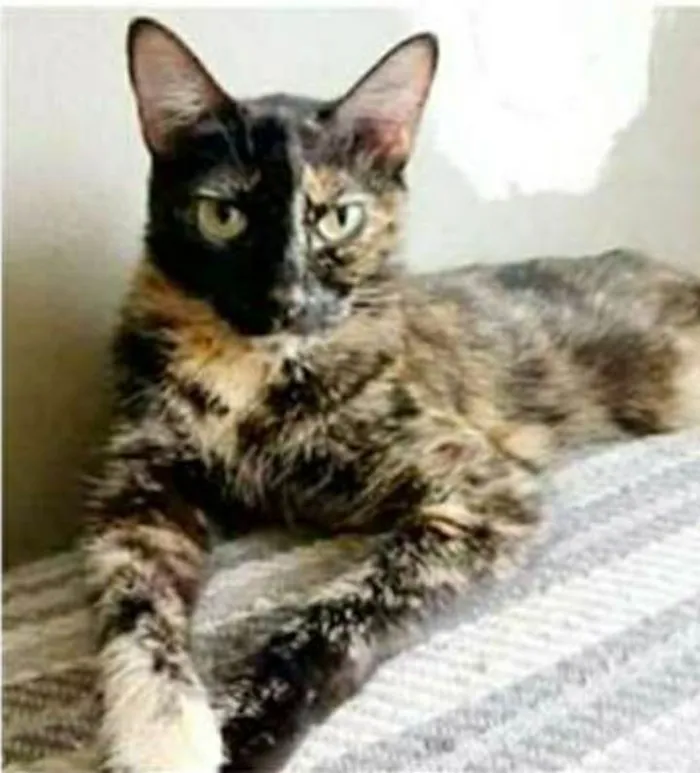 Gato ra a srd tricolor idade 3 anos nome MAG