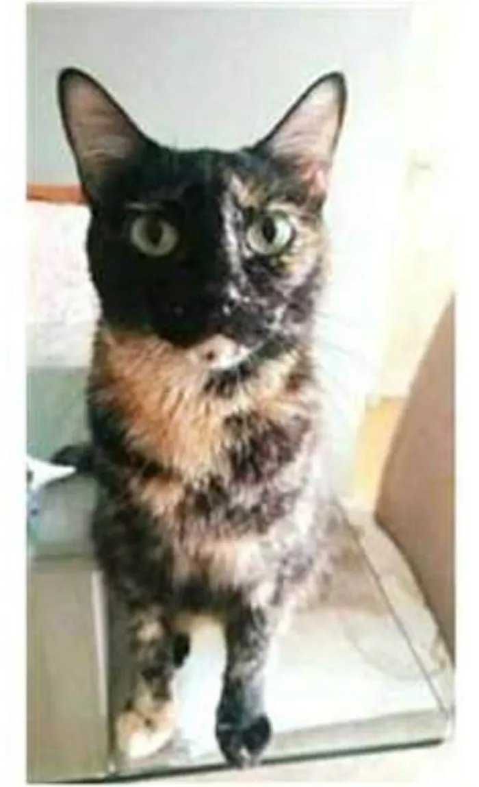 Gato ra a srd tricolor idade 3 anos nome MAG