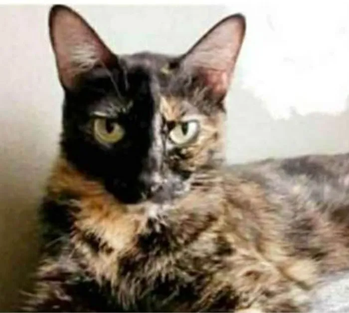 Gato ra a srd tricolor idade 3 anos nome MAG