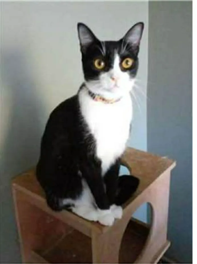 Gato ra a srd frajolinha  idade 2 anos nome MARGÔ