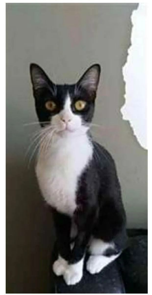 Gato ra a srd frajolinha  idade 2 anos nome MARGÔ