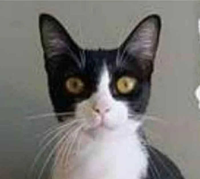 Gato ra a srd frajolinha  idade 2 anos nome MARGÔ