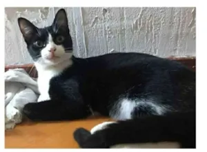 Gato raça srd frajolinha  idade 2 anos nome MARGÔ