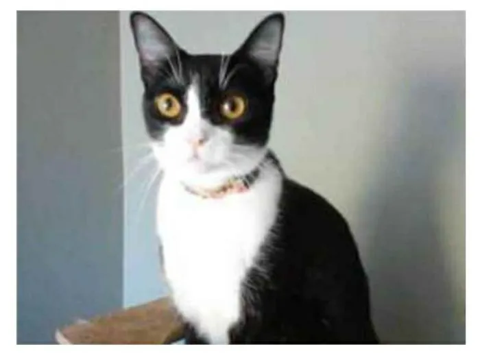 Gato ra a srd frajolinha  idade 2 anos nome MARGÔ