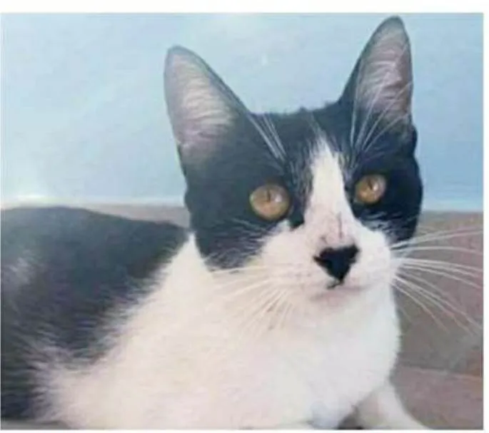 Gato ra a srd frajolinha  idade 1 ano nome MAGGIE