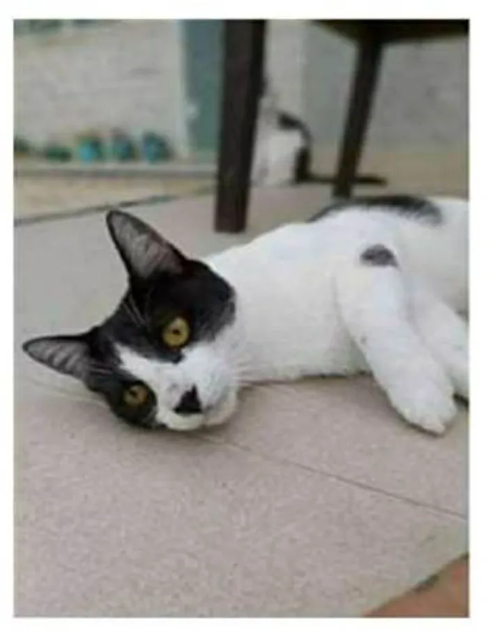Gato ra a srd frajolinha  idade 1 ano nome MAGGIE