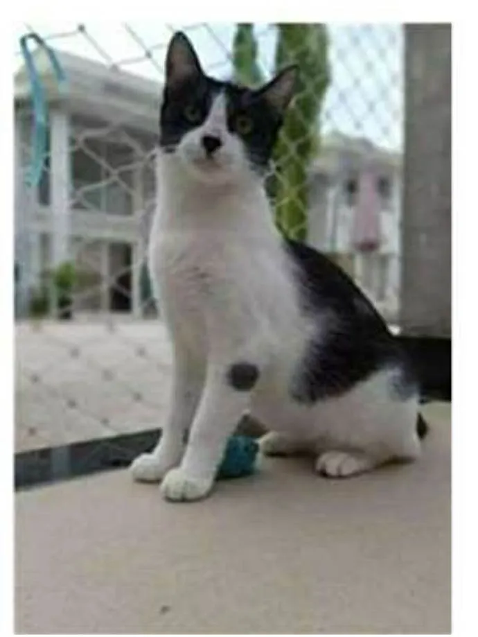 Gato ra a srd frajolinha  idade 1 ano nome MAGGIE