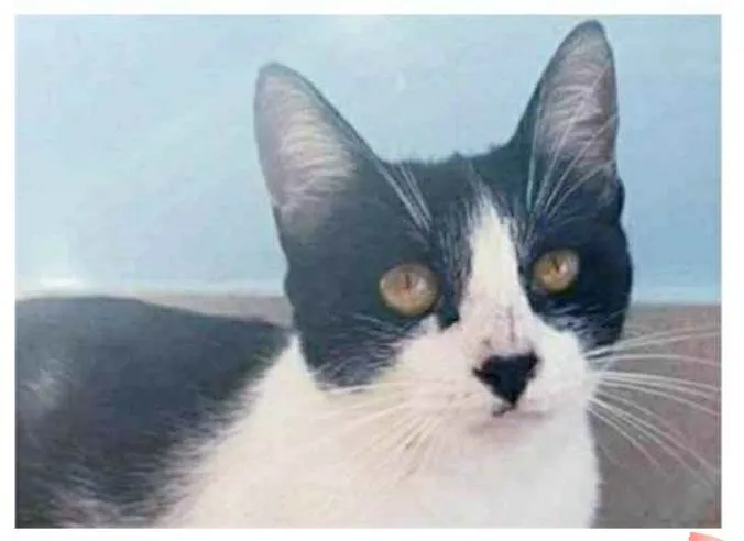 Gato ra a srd frajolinha  idade 1 ano nome MAGGIE