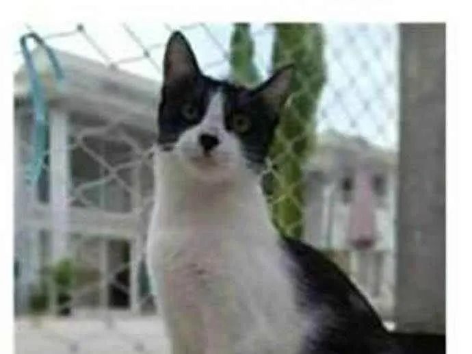 Gato ra a srd frajolinha  idade 1 ano nome MAGGIE