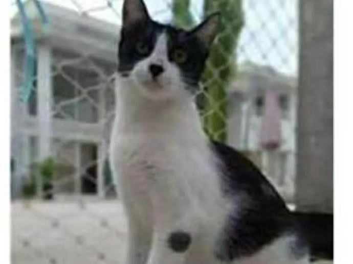 Gato ra a srd frajolinha  idade 1 ano nome MAGGIE