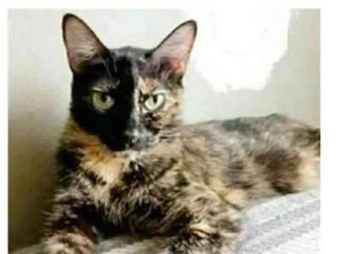 Gato ra a srd tricolor idade 3 anos nome MAG