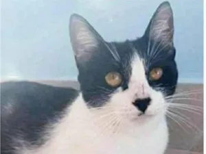 Gato raça srd frajolinha  idade 1 ano nome MAGGIE