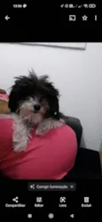 Marieta