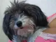 Marieta