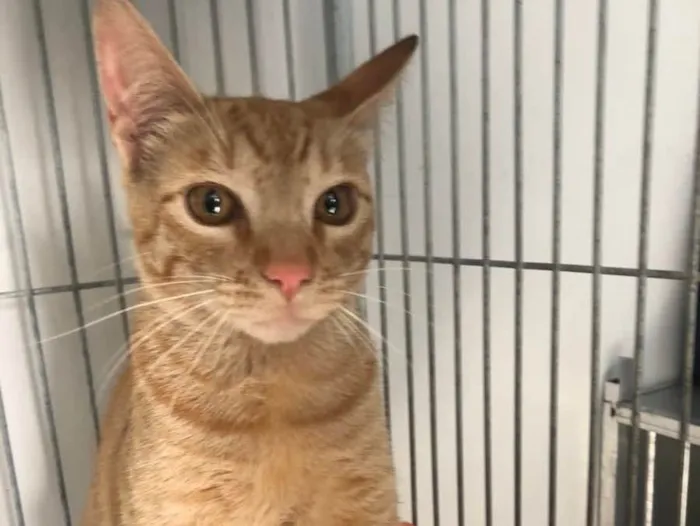 Gato raça Srd idade 7 a 11 meses nome Fred