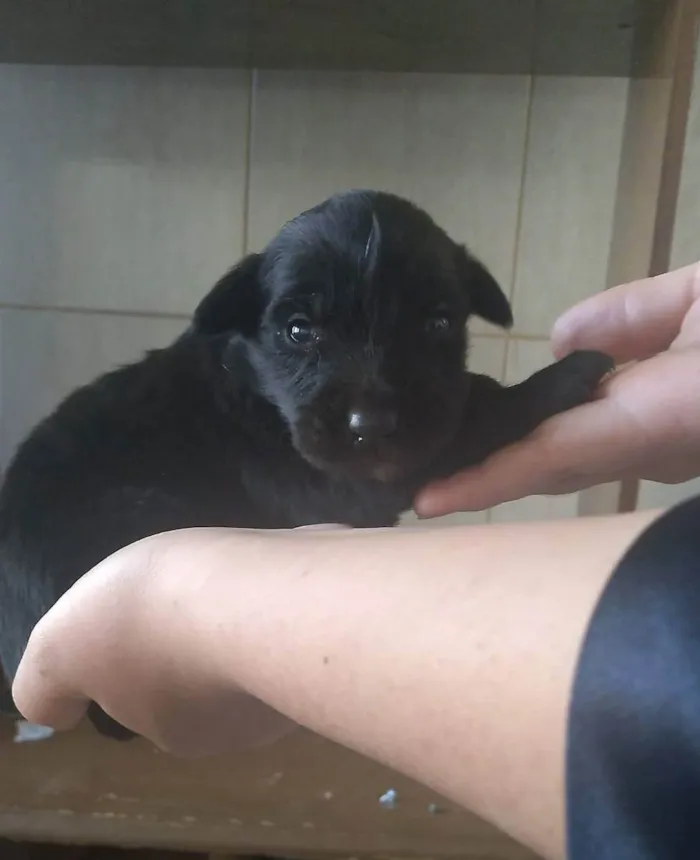 Cachorro ra a raça indefinida idade Abaixo de 2 meses nome ainda não tem