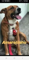 Amarelinho