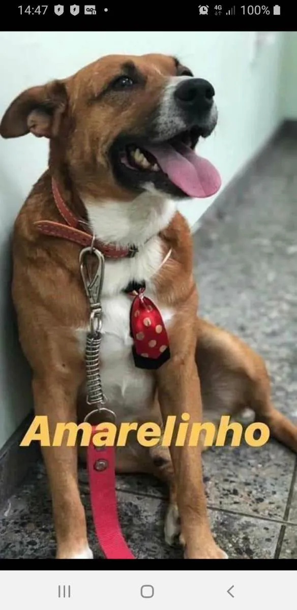 Cachorro ra a SRD idade 6 ou mais anos nome Amarelinho