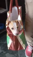 Chiquinho