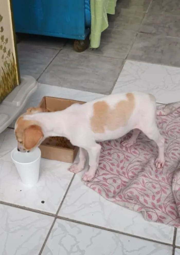 Cachorro ra a SRD idade 2 a 6 meses nome Chiquinho 