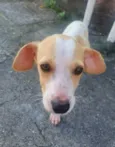 Chiquinho