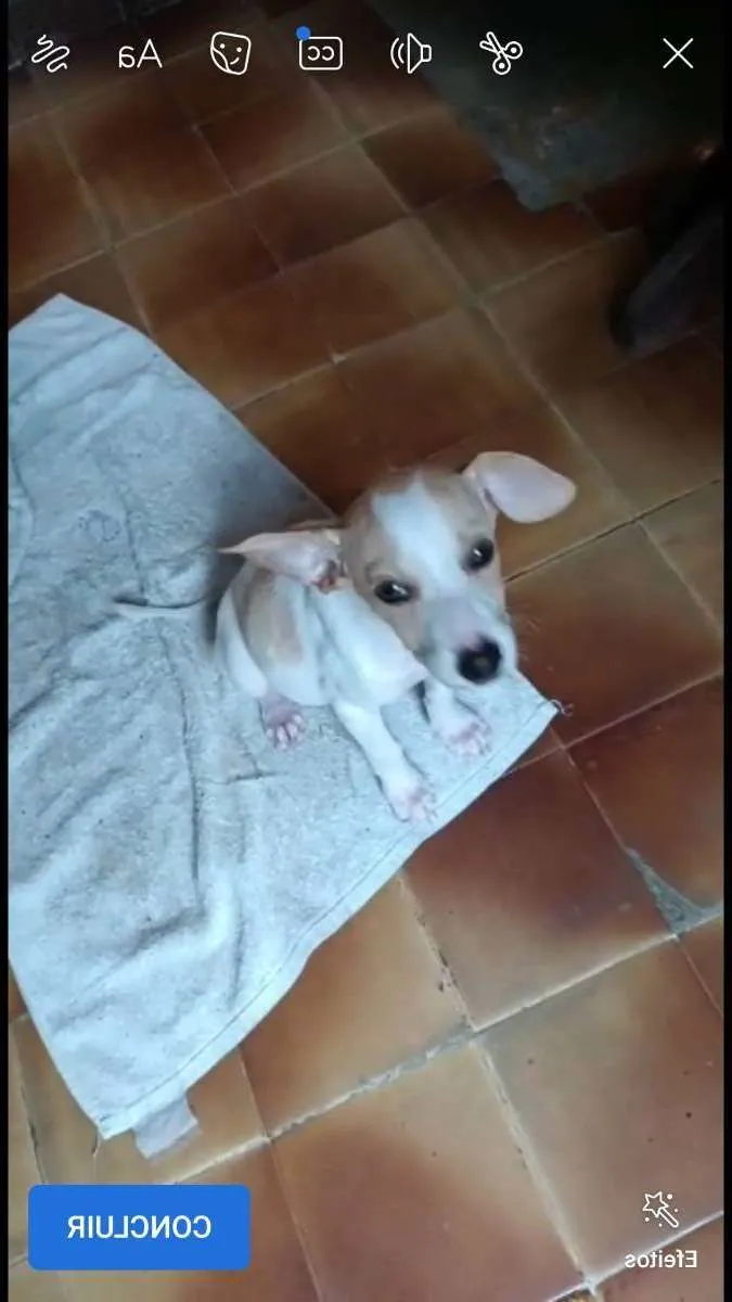 Cachorro ra a SRD idade 2 a 6 meses nome Chiquinho 
