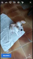 Chiquinho