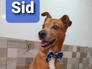 Cachorro raça SRD idade 6 ou mais anos nome Sid