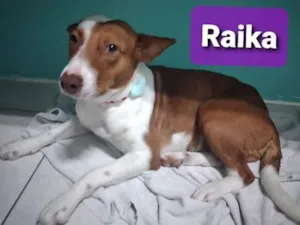 Cachorro raça SRD idade 3 anos nome Rayka