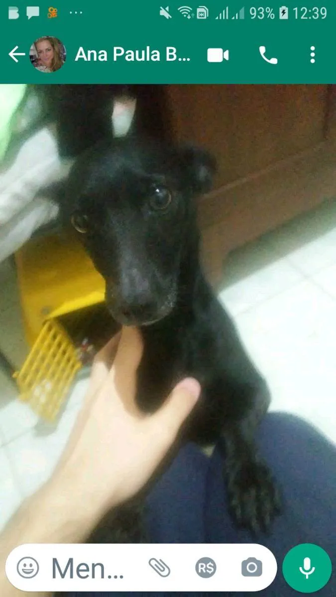 Cachorro ra a Pinscher  idade 6 ou mais anos nome Baruk