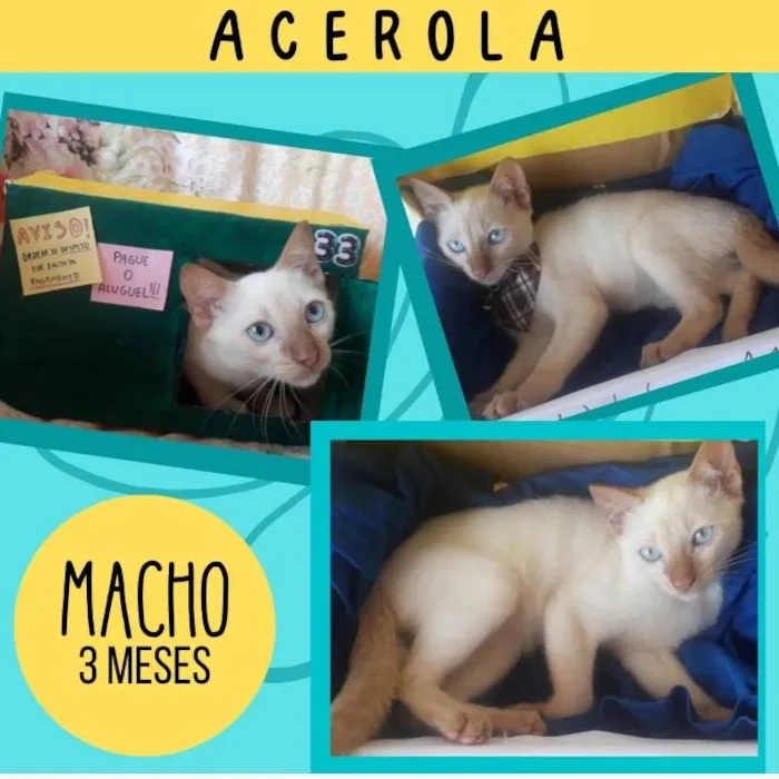 Gato ra a  idade 2 a 6 meses nome Acerola