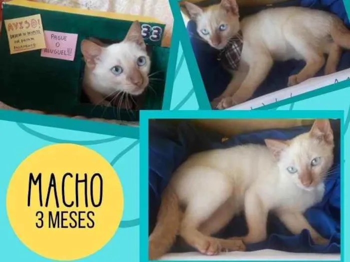 Gato ra a  idade 2 a 6 meses nome Acerola