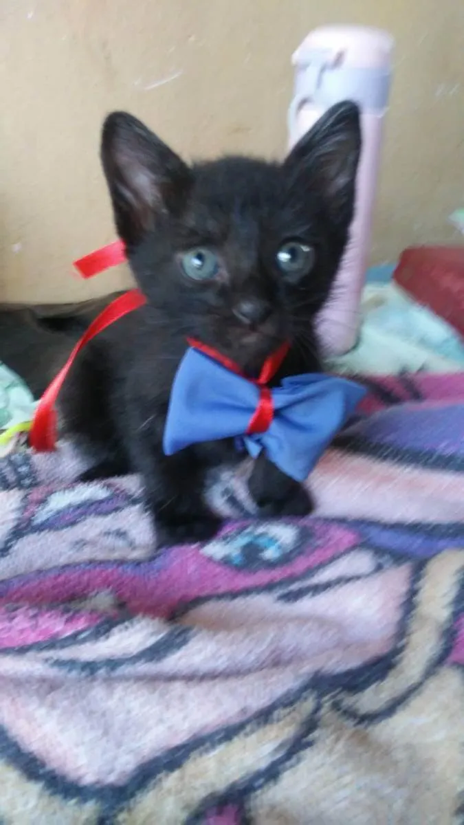 Gato ra a Comum idade 2 a 6 meses nome Floc