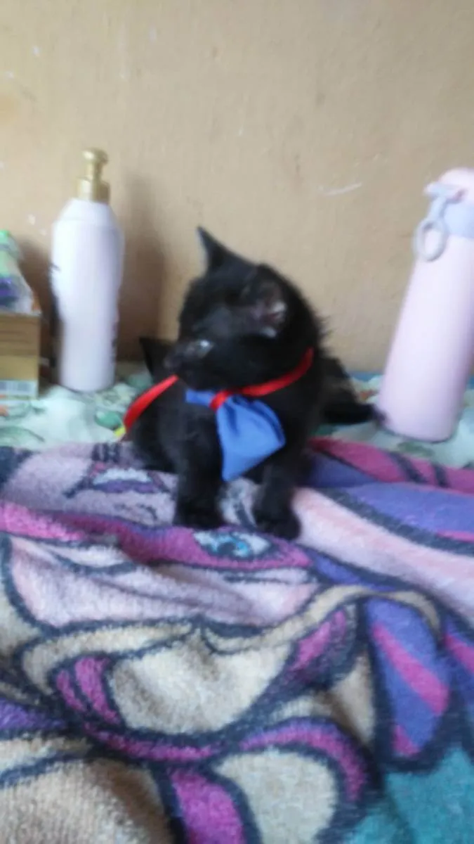Gato ra a Comum idade 2 a 6 meses nome Floc
