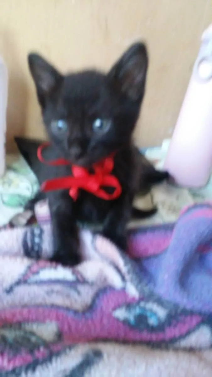 Gato ra a Comum idade 2 a 6 meses nome Floc