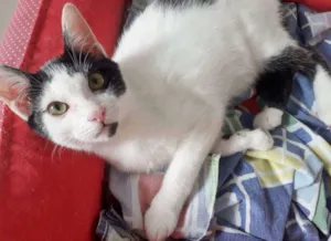 Gato raça SRD idade 2 a 6 meses nome FELÍCIA