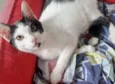 Gato raça SRD idade 2 a 6 meses nome FELÍCIA