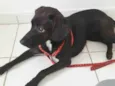Cachorro raça SRD idade 1 ano nome PIETRA