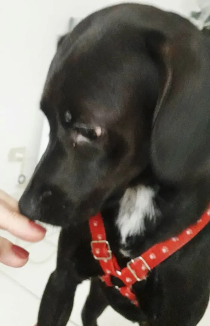 Cachorro raça SRD idade 1 ano nome PIETRA