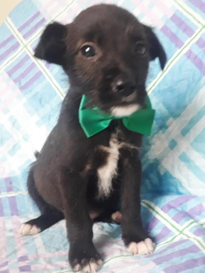 Cachorro raça SRD idade 2 a 6 meses nome TOBY