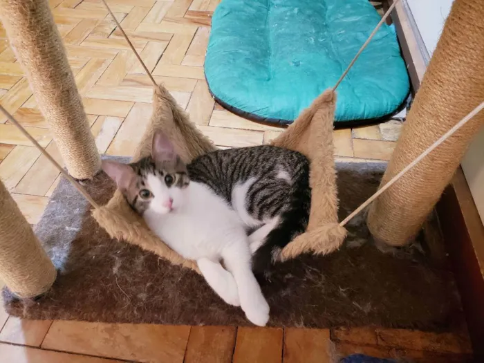 Gato raça Srd idade 2 a 6 meses nome Mirtilo