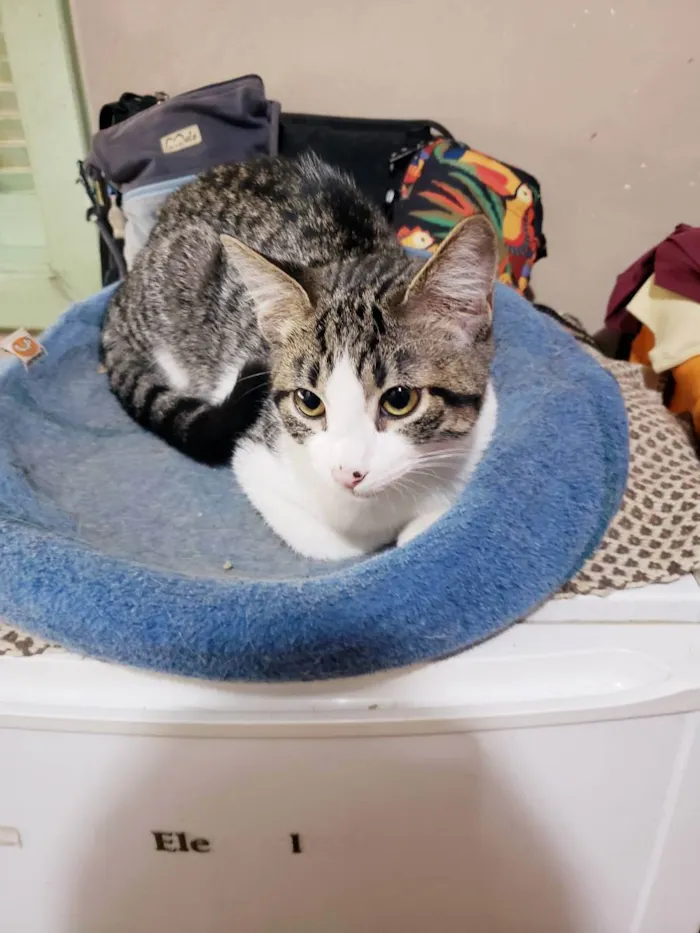 Gato raça Srd idade 2 a 6 meses nome Mirtilo