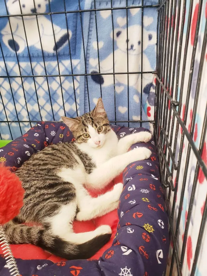 Gato raça Srd idade 2 a 6 meses nome Mirtilo