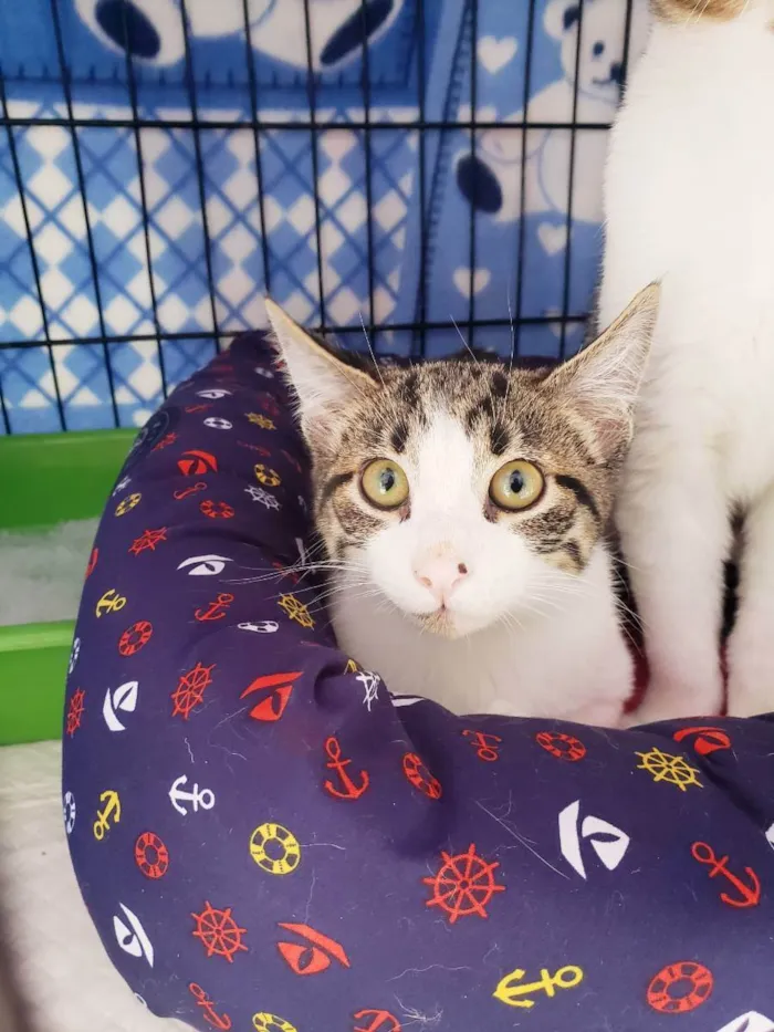 Gato raça Srd idade 2 a 6 meses nome Mirtilo