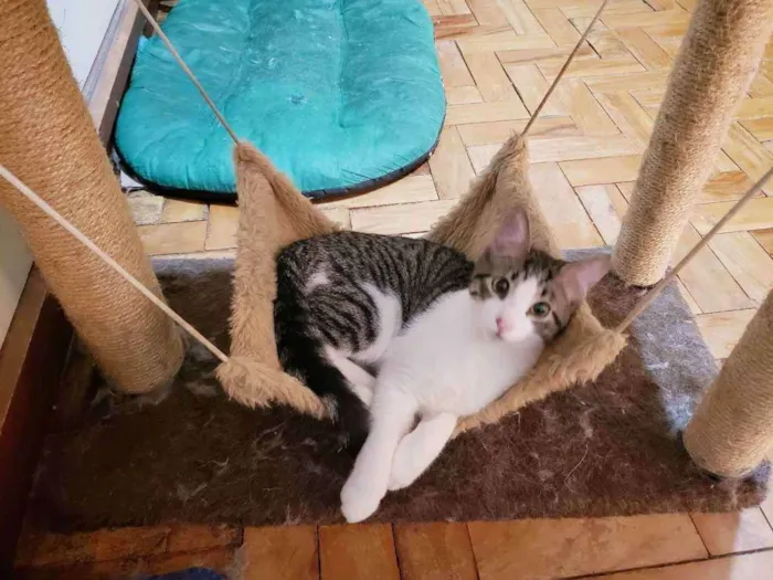 Gato raça Srd idade 2 a 6 meses nome Mirtilo