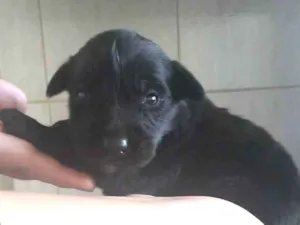 Cachorro raça raça indefinida idade Abaixo de 2 meses nome ainda não tem