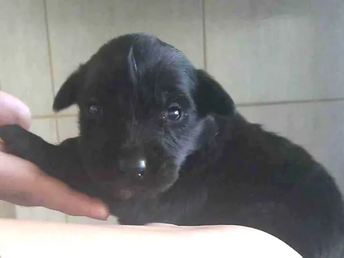 Cachorro ra a raça indefinida idade Abaixo de 2 meses nome ainda não tem