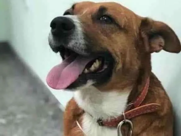 Cachorro ra a SRD idade 6 ou mais anos nome Amarelinho