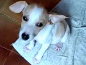 Cachorro raça SRD idade 2 a 6 meses nome Chiquinho 
