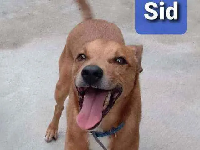 Cachorro ra a SRD idade 6 ou mais anos nome Sid